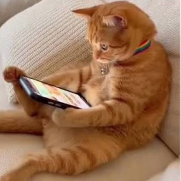 kckittyconnect